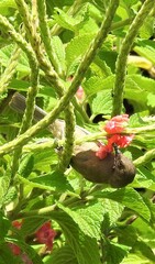 Myzomela obscura