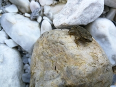 Rana italica