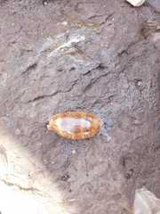 Macrocypraea cervinetta image