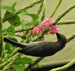 Myzomela obscura