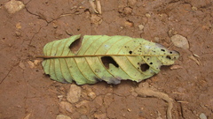Vismia macrophylla