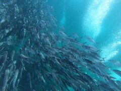 Caranx sexfasciatus