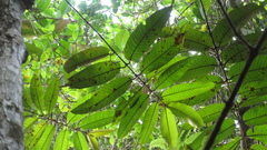 Vismia macrophylla