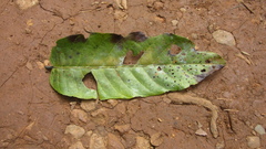 Vismia macrophylla