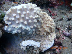 Duncanopsammia peltata