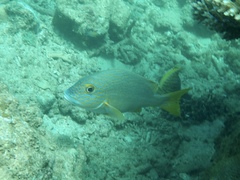 Plectorhinchus