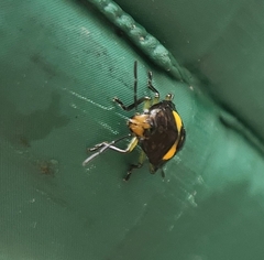 Glaucias amyoti