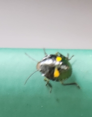 Glaucias amyoti