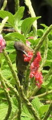Myzomela obscura