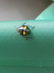 Glaucias amyoti