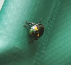 Glaucias amyoti