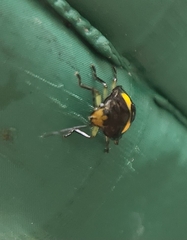 Glaucias amyoti