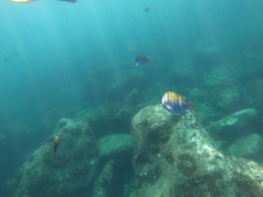 Abudefduf troschelii