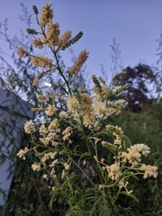 Senegalia bonariensis