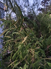 Senegalia bonariensis