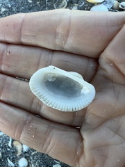 Anadara secticostata