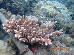 Acropora humilis