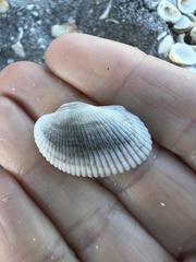 Anadara secticostata