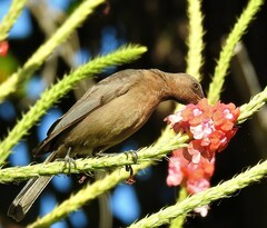 Myzomela obscura