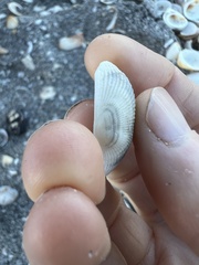 Anadara secticostata