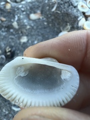 Anadara secticostata