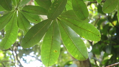 Pachira sessilis