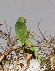Amazona ochrocephala