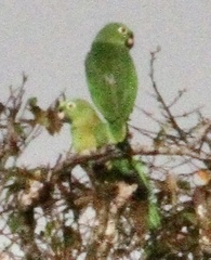 Amazona ochrocephala