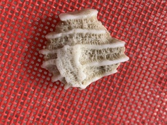 Montastraea cavernosa