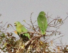 Amazona ochrocephala
