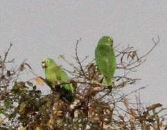 Amazona ochrocephala