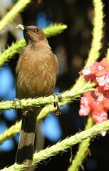 Myzomela obscura