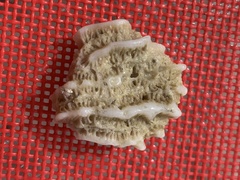 Montastraea cavernosa