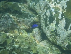 Stegastes acapulcoensis