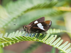 Notocrypta curvifascia
