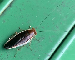 Pseudophyllodromia laticeps