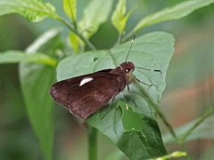 Notocrypta