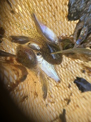 Leptobrachium hendricksoni