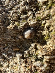Siphonaria naufragum