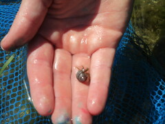 Pagurus granosimanus