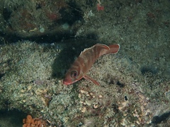 Epinephelus fasciatus