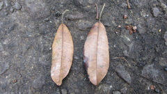 Manilkara bidentata