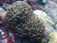 Palythoa tuberculosa