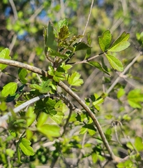 Clematis pauciflora