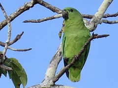 Graydidascalus brachyurus