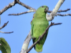 Graydidascalus brachyurus