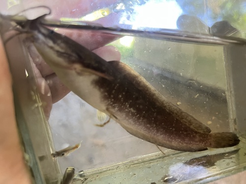 Walking Catfish (Clarias batrachus)