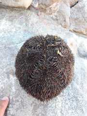 Spatangoida