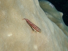 Helcogramma