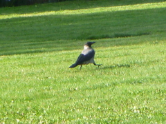 Corvus cornix